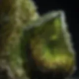 A close-up view of a moldavite crystal showcasing its unique texture and vibrant green color.